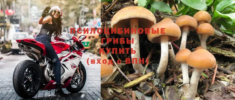 купить   Буй  Галлюциногенные грибы мицелий 